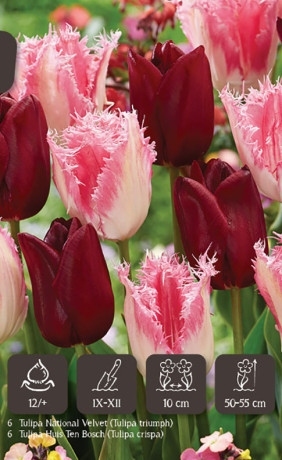 Набор луковиц Crispy Velvet (серия Dutch Vintage) (12 шт. в упак.) (R. De Ree)