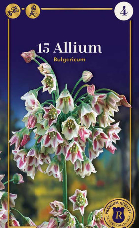 Аллиум Bulgaricum (R. De Ree)