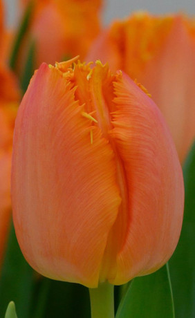 Тюльпаны Ogene (Lefeber)