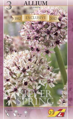 Аллиум basalticum Silver Spring (Lefeber)