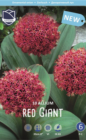 Аллиум karativiense Red Giant (Lefeber)