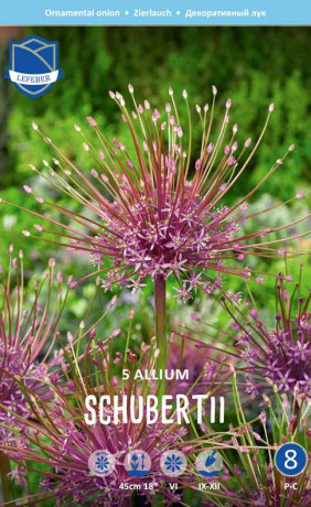 Аллиум schubertii (Lefeber)