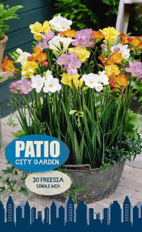 Фрезия Single Mixed (серия Patio City Garden) (30 шт. в упак.)