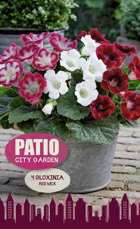 Глоксиния Red Mixed (серия Patio City Garden) (4 шт. в упак.)