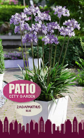 Агапантус Blue (серия Patio City Garden) (2 шт. в упак.)