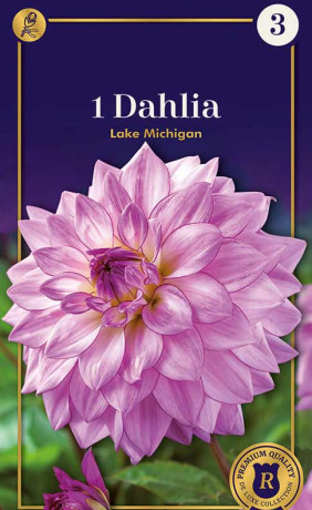 Георгина Lake Michigan (R. De Ree)