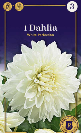 Георгина White Perfection (R. De Ree)