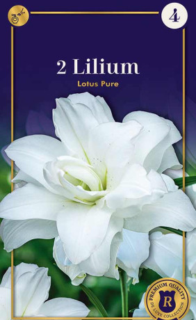 Лилия Lotus Pure (R. De Ree)