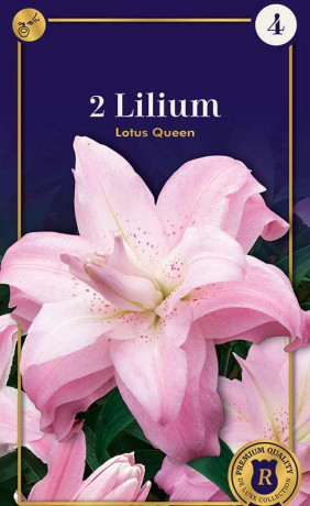 Лилия Lotus Queen (R. De Ree)