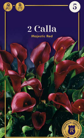 Калла Majestic Red (R. De Ree)