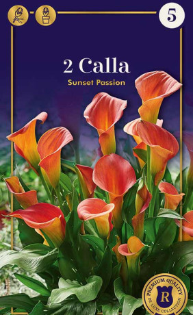 Калла Sunset Passion (R. De Ree)