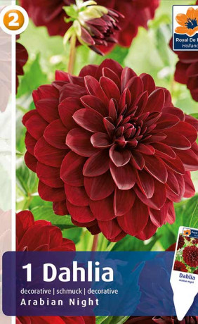 Георгина Arabian Night (R. De Ree)