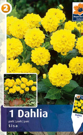 Георгина Sisa (R. De Ree)