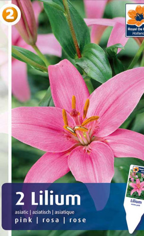 Лилия asiatic Pink (R. De Ree)