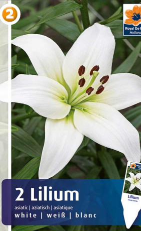 Лилия asiatic White (R. De Ree)