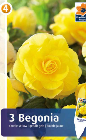Бегония Double Yellow (R. De Ree)