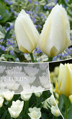 Тюльпаны Purissima (серия Changing Colours) (12 шт. в упак.) (R. De Ree)
