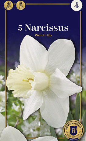 Нарциссы Watch Up (R. De Ree)