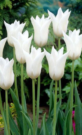 Тюльпаны White Triumphator (Lefeber)