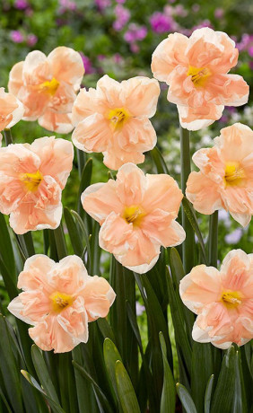 Нарциссы Apricot Whirl (Lefeber)
