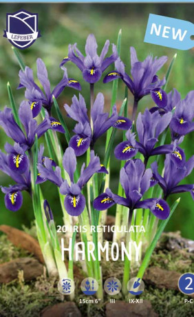 Ирис reticulata Harmony (Lefeber)