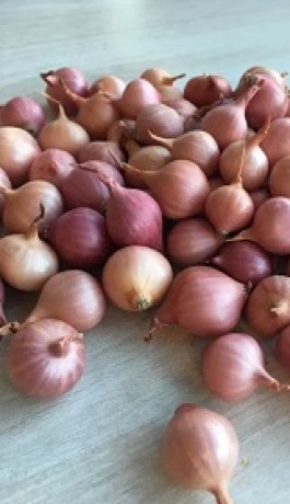 Лук-севок Кривичский розовый (10-21мм)