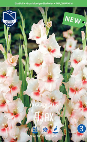 Гладиолус Ajax (Lefeber)