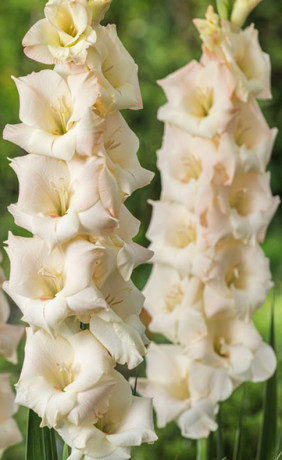 Гладиолус Cream Perfection (Lefeber)