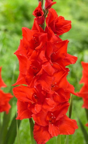 Гладиолус Manhattan (Lefeber)