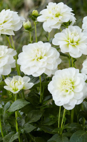 Георгина Cantarino (Lefeber)