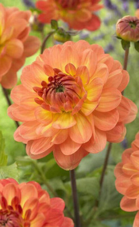 Георгина Graceland (Lefeber)