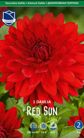 Георгина Red Sun (Lefeber)