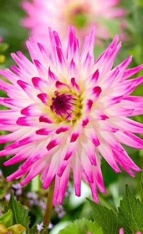 Георгина Hayley Jane (Lefeber)