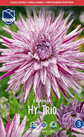 Георгина Hy Trio (Lefeber)