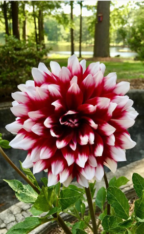 Георгина Mystery Day (Lefeber)