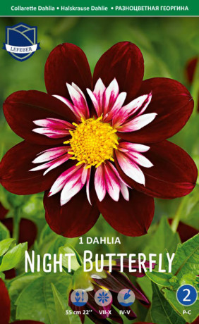 Георгина Night Butterfly (Lefeber)