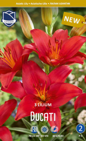 Лилия Ducati (Lefeber)