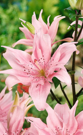 Лилия Elodie (Lefeber)