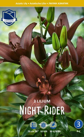 Лилия Night Rider (Lefeber)