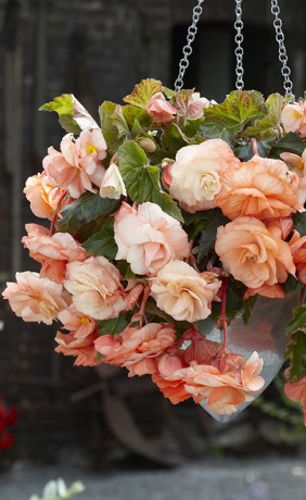 Бегония Splendide Apricot (Lefeber)