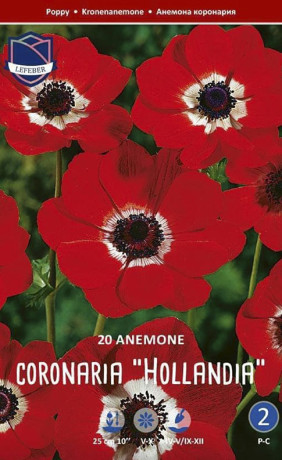 Анемона coronaria Hollandia (Lefeber)