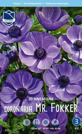 Анемона coronaria Mr. Fokker (Lefeber)