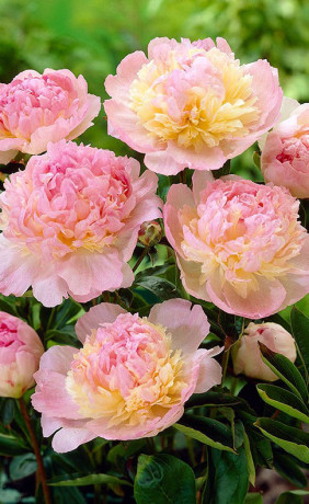 Пион Raspberry Sundae (Lefeber)