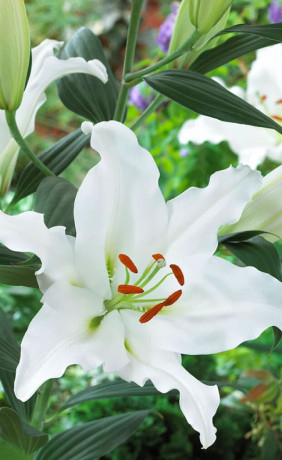 Лилия oriental Rialto (Lefeber)