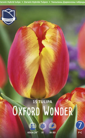 Тюльпаны Oxford Wonder (Economy packs) (Lefeber)