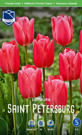 Тюльпаны Saint Petersburg (Lefeber)