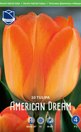Тюльпаны American Dream (Lefeber)