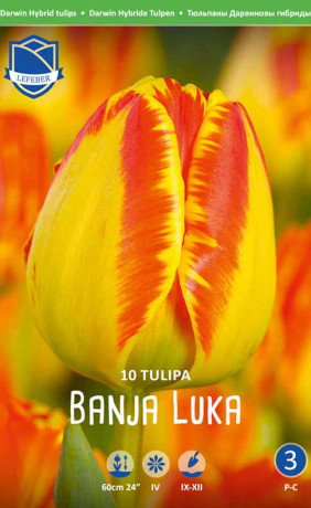 Тюльпаны Banja Luka (Lefeber)