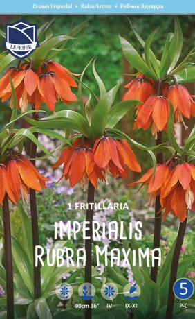 Фритиллярия imperialis Rubra Maxima (Lefeber)