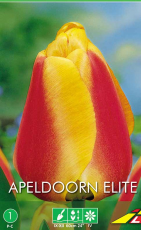 Тюльпаны Apeldoorn Elite (Budget packs) (Lefeber)